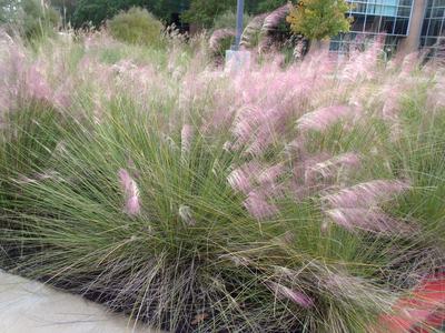 Ornamental grass