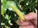 Hand holding a small pale yellow immature corn ear against green corn leaves