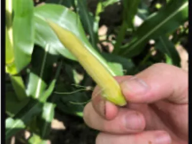 Hand holding a small pale yellow immature corn ear against green corn leaves