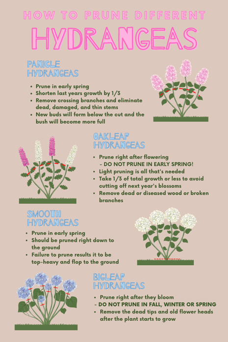 image of how to prune hydrangeas
