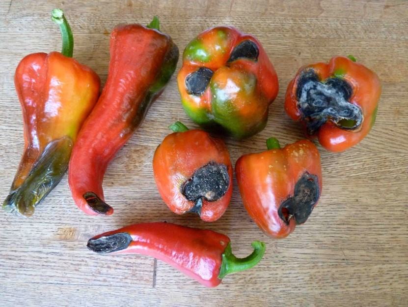 image of blossom end rot on peppers