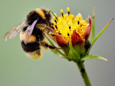 Bee on Flower, Why are Bees Important, Beekeeping, Union County Bees, Pollination, Save the Bees, Beekeeping,