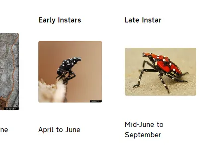spotted lanternfly