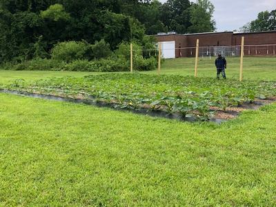 Rows of young garden plants with a person near wooden posts by a brick building