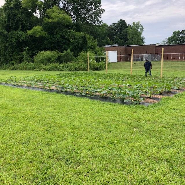 A garden plot in a field of grass.