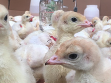 Poultry 4-H Youth NC State