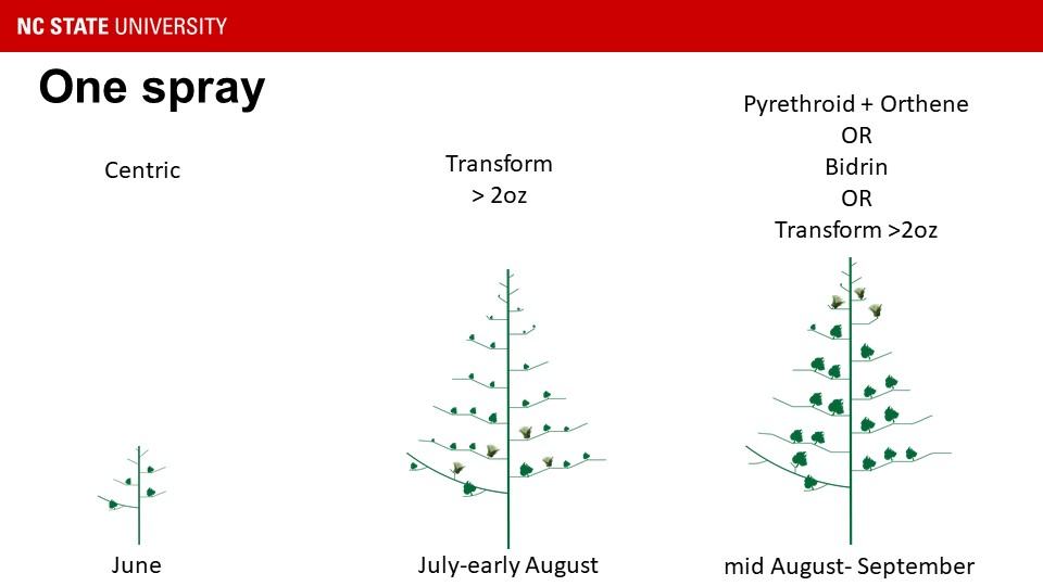 Three figures of cotton plants at different stages of development, along with the brand time to spray.