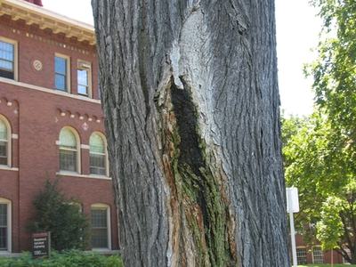 Slime Flux, What is this Foul Smell in my tree, Tree smells bad, Tree is Leaking, Tree Smells, Why Does My Tree Stink, Why Does my Tree Smell Like Alcohol