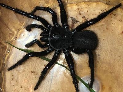 Funnel Spider