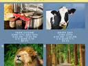 Summer Fun Flier