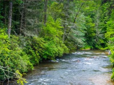 River flowing through dense green forest, person standing at right bank.
