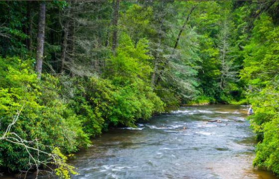 A stream flows through a heavily forested area.