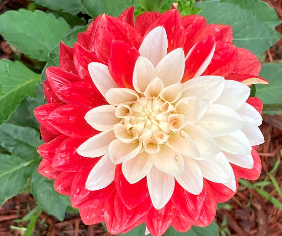 Tangerine Sorbet Dahlia