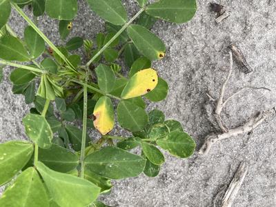 Thimet injury on peanut.