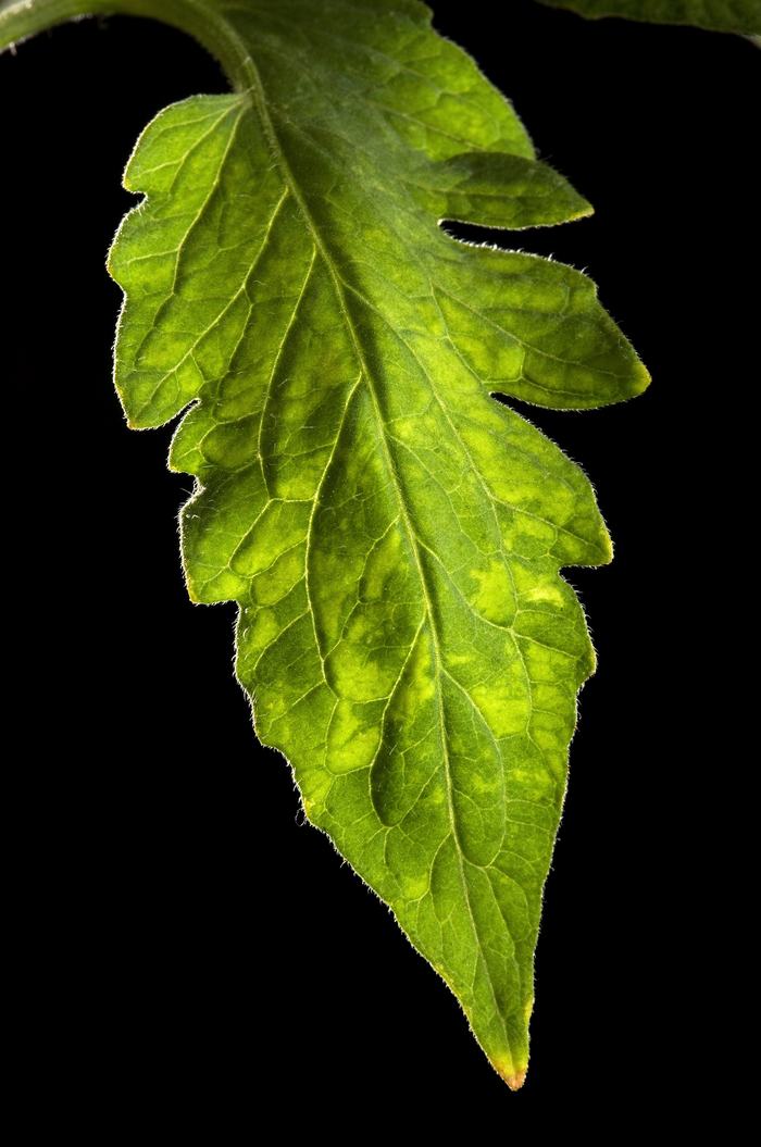 Tomato leaflet infected pepino mosaic virus.