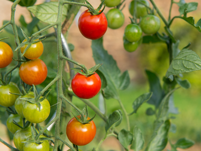 Tomatoes in Garden, Watering my Tomatoes, How to Care for Tomatoes, Tomatoes in Heat Wave, Heat Wave Plants, Heat Wave Garden, Gardening in the Heat, Taking Care of your Garden in the South, Southern Heat, Southern Garden, Southern Tomatoes, Plants in Hea