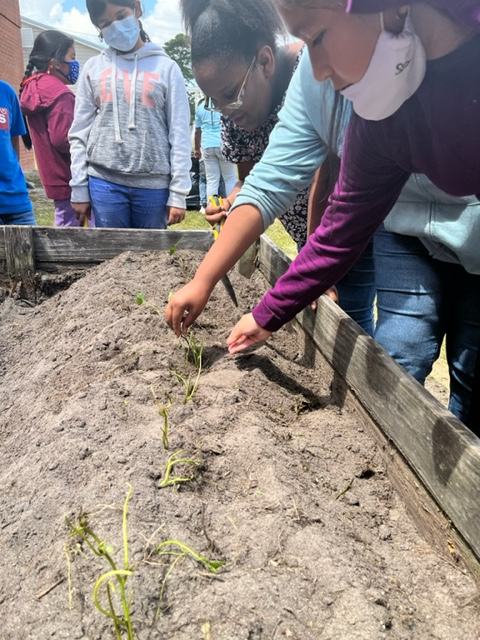 sweetpotato planting