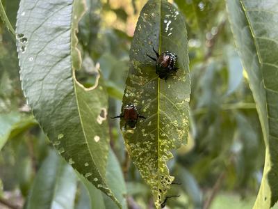Adult Japanese Beetles, identified by their metallic green and bronze markings, skeletonize a peach tree leaf.