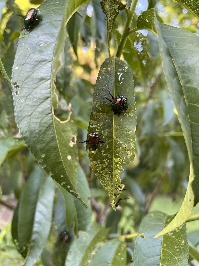 Adult Japanese Beetles, identified by their metallic green and bronze markings, skeletonize a peach tree leaf.