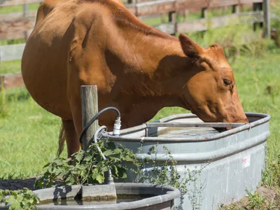 Watering Livestock, Livestock Overheating, Livestock Humidity, Livestock Hot Days, Livestock Summer Heat, How to Cool off Livestock, Animals in the Summer, Animals in Extreme Heat, Animals and Humidity