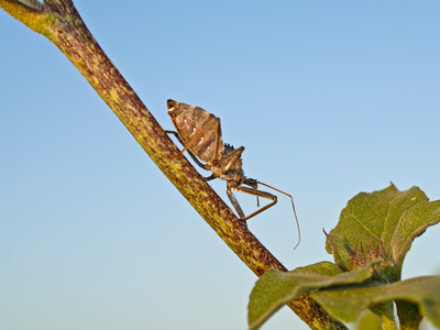 Wheel Bug, Bugs in the Garden, Manage Bugs at Home, Manage Bugs Near Me, Bugs in the Garden, Bugs in my Home, Manage Bugs Around Me