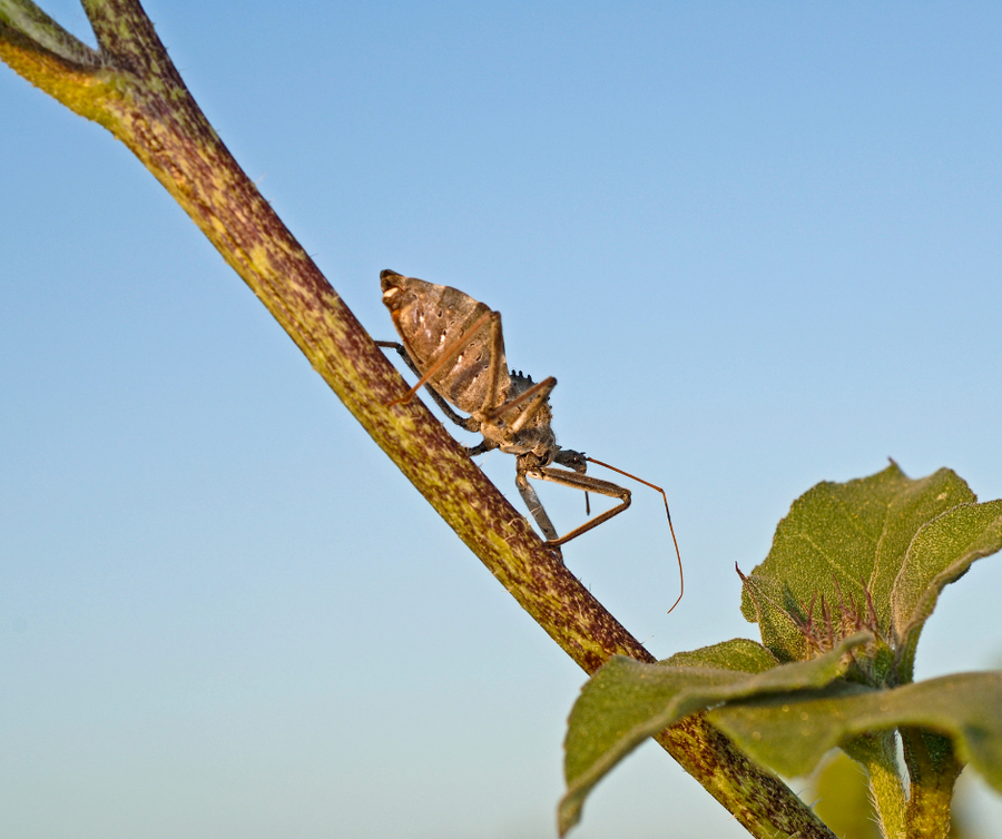 Wheel Bug, Bugs in the Garden, Manage Bugs at Home, Manage Bugs Near Me, Bugs in the Garden, Bugs in my Home, Manage Bugs Around Me