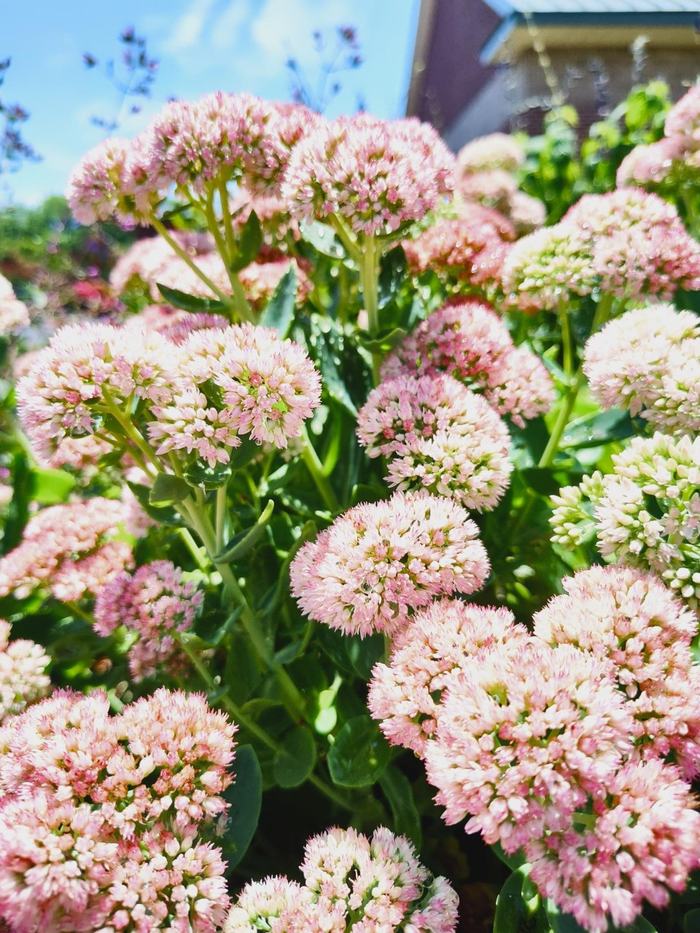 Rose pink flowers are dark green foliage. The flowers almost resemble the shape of a head of broccoli.