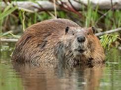 Beaver partially submerged in water with reeds and branches in background