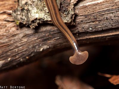 The semi-circular head of flatworms in the genus Bipalium (and closely related genera) house sensory organs and numerous tiny eyes, and also give rise to their common name, hammerhead worms.