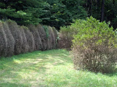 A row of boxwood with boxwood blight.