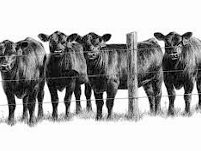 black cows behind a fence
