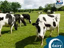 Holstein cows grazing in a green pasture; logo reads "National Dairy Month"