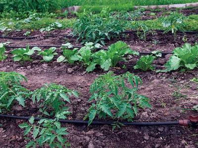 Plants growing in rows in a garden.