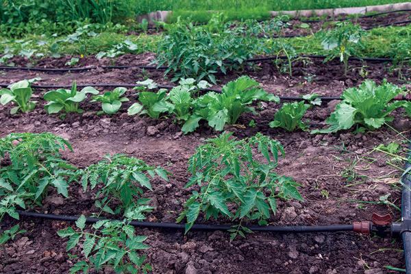 Plants growing in rows in a garden.