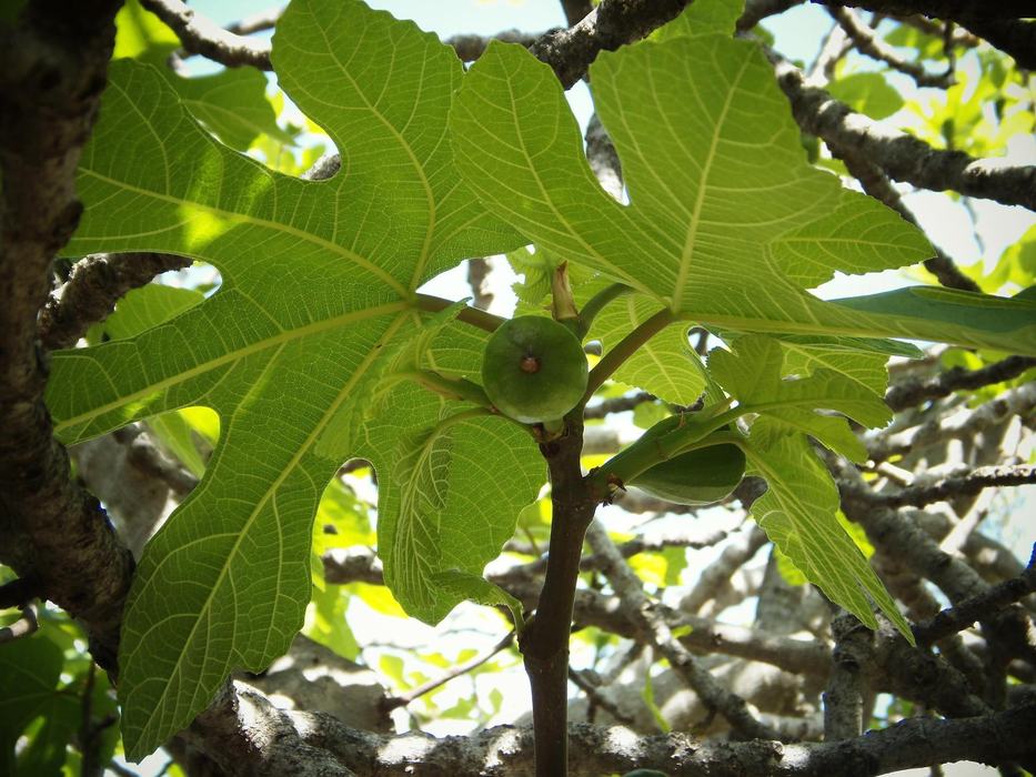 Growing figs on a fig tree