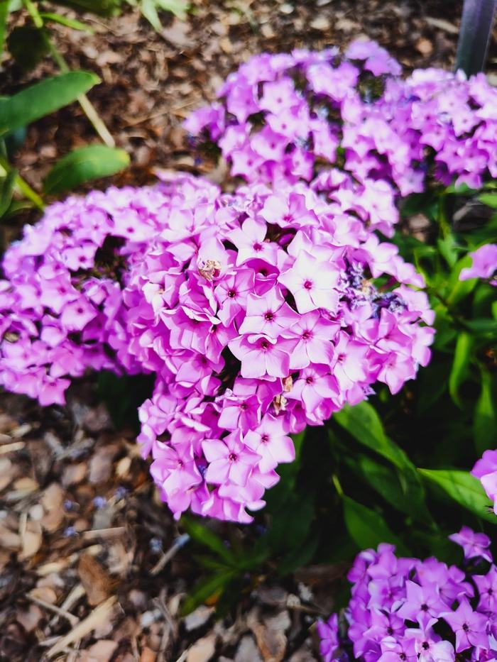Pink star shaped flowers densely packed.