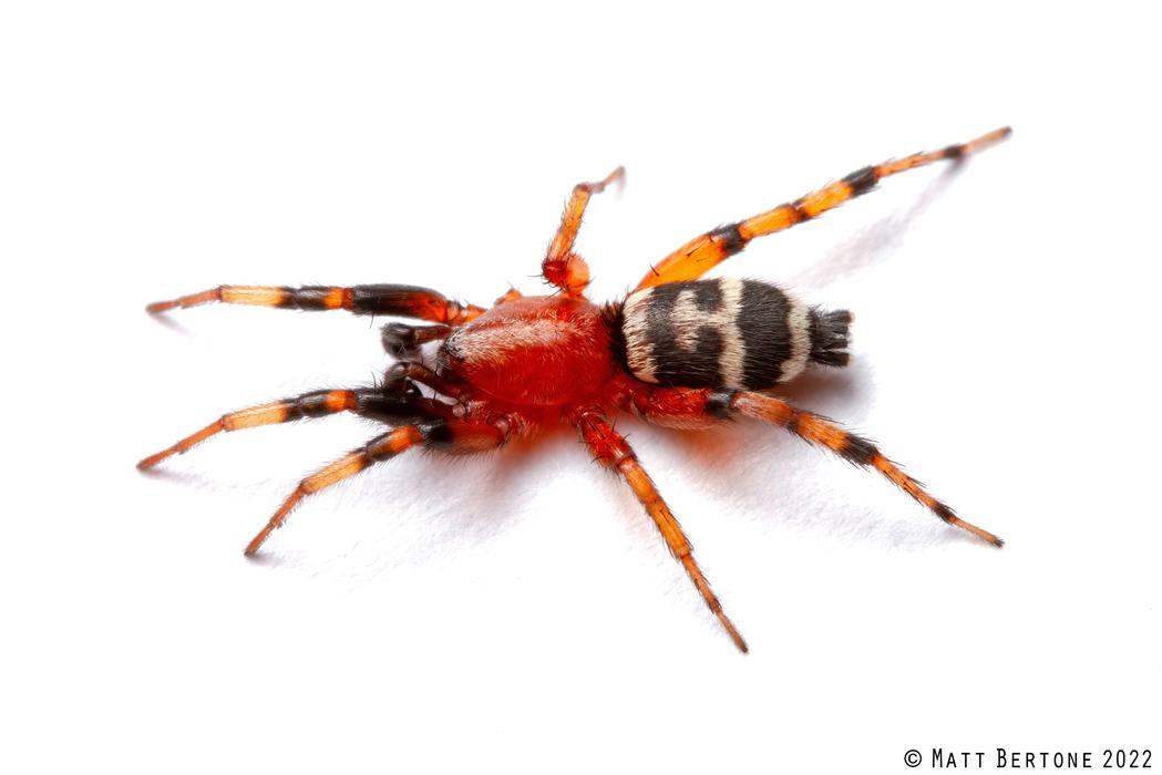 A ground spider (Gnaphosidae) in the genus Sergiolus. The carapace is red as are most of the legs. The abdomen is black with white stripes and patterns.