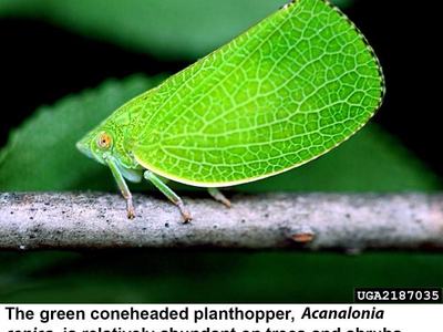 Green Conehead Planthopper