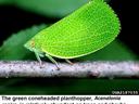 Green Conehead Planthopper