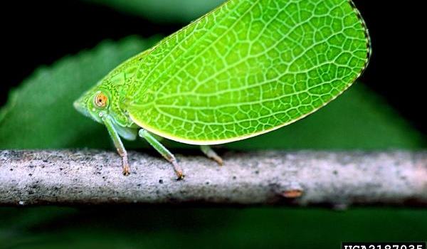 Birds Sieppo カルーナ×グリーン 0239 What Is a Planthopper? - Lee County Center | N.C. Cooperative