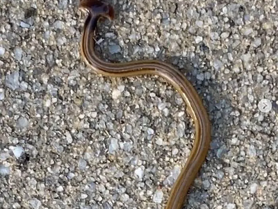 hammerhead worm on the ground