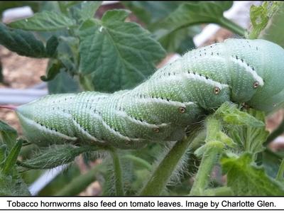 up close picture of hornworm 