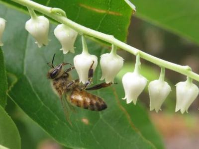 image of honeybee on sourwood