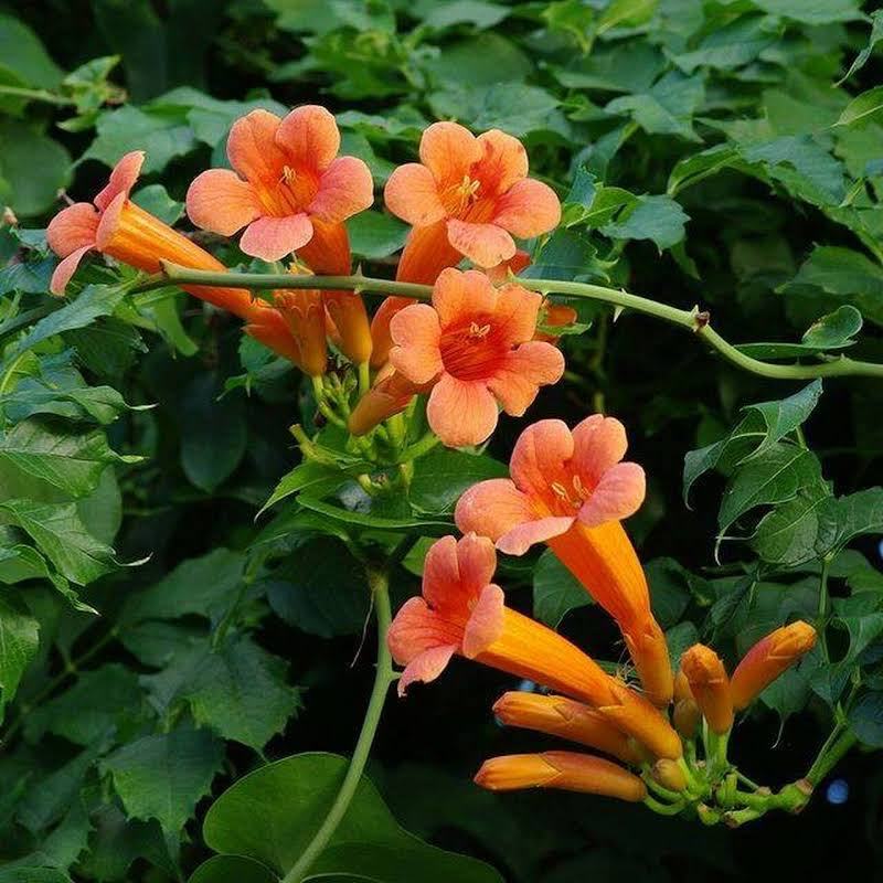 image of trumpet creeper plant