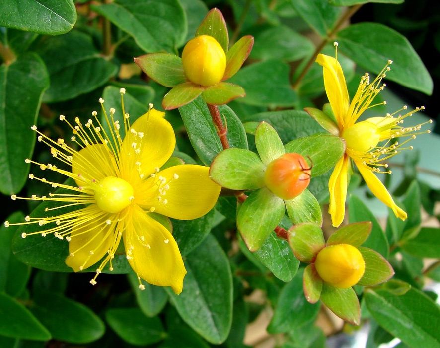 image of St. John's wort plant