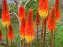 image of red hot poker flowers
