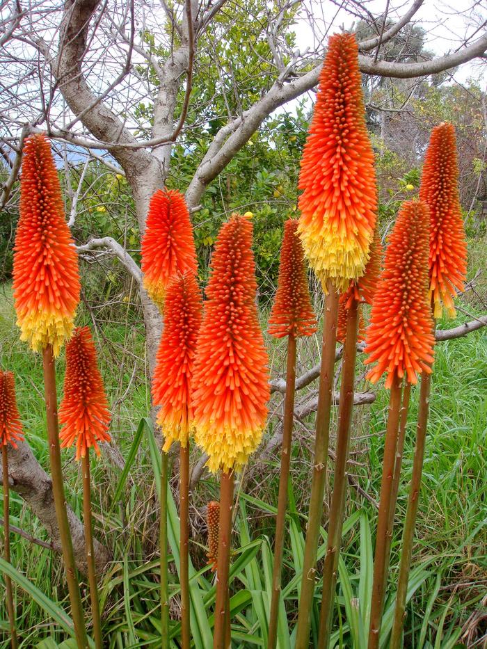 image of red hot poker flowers