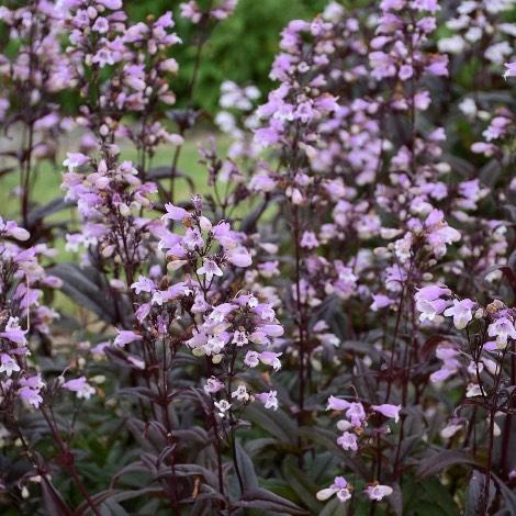 image of beard tongue plant