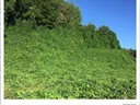 kudzu