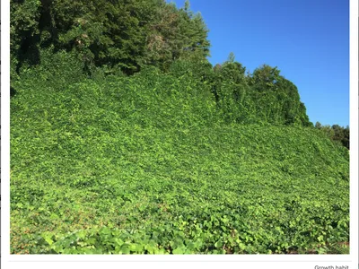 kudzu